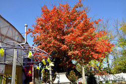 Acer saccharum 'Legacy' — photo 3